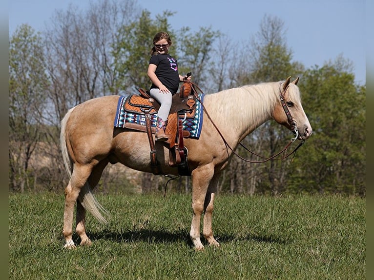 American Quarter Horse Gelding 13 years 15,2 hh Palomino in Somerset