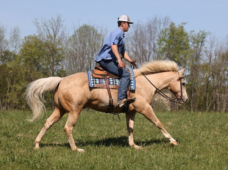 American Quarter Horse Gelding 13 years 15,2 hh Palomino in Somerset