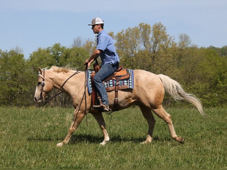 American Quarter Horse Gelding 13 years 15,2 hh Palomino in Somerset