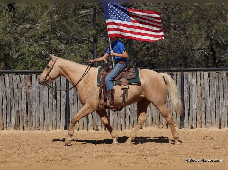 American Quarter Horse Gelding 13 years 15.2 hh Palomino in Weatherford Tx
