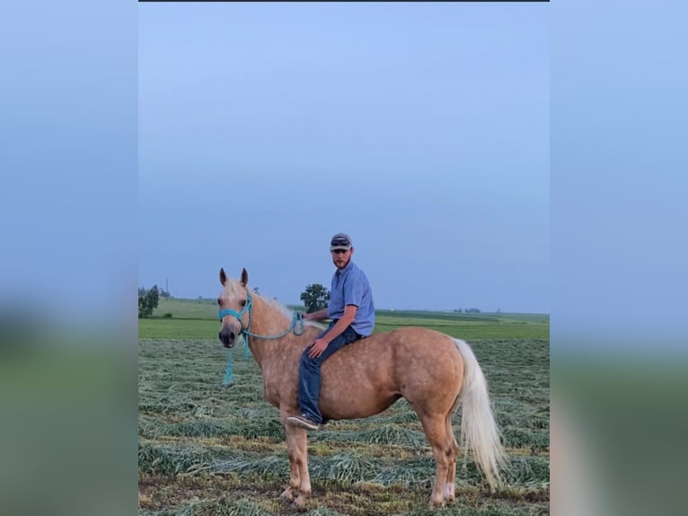 American Quarter Horse Gelding 13 years 15,2 hh Palomino in van horne iowa