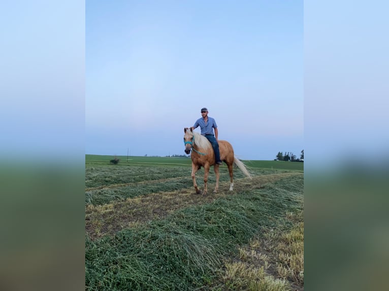 American Quarter Horse Gelding 13 years 15,2 hh Palomino in van horne iowa