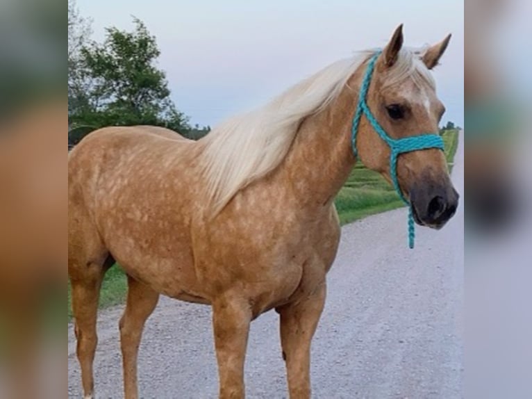 American Quarter Horse Gelding 13 years 15,2 hh Palomino in van horne iowa