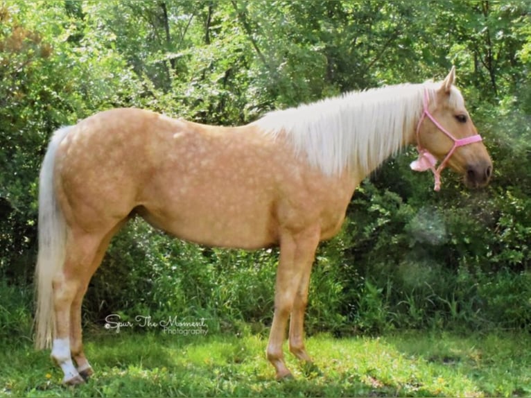 American Quarter Horse Gelding 13 years 15,2 hh Palomino in van horne iowa