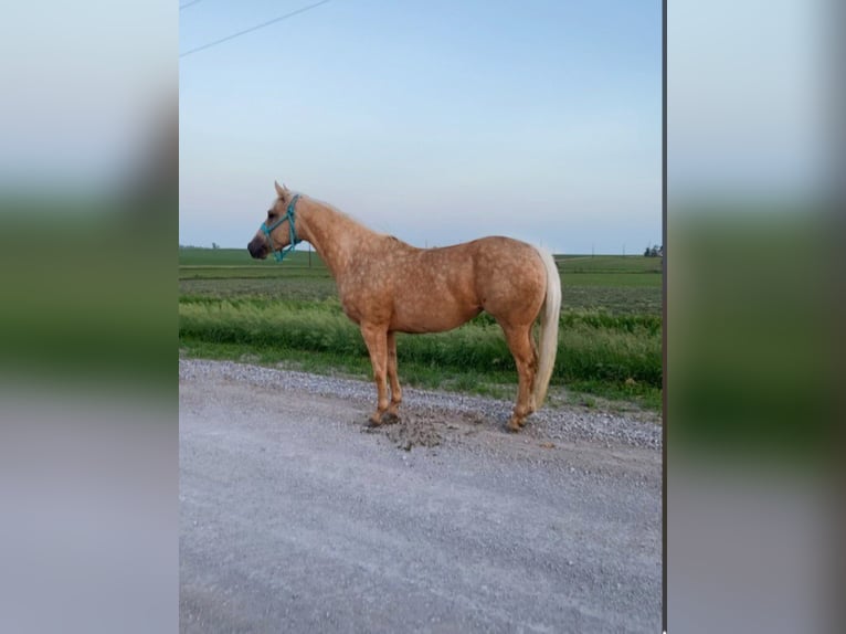 American Quarter Horse Gelding 13 years 15,2 hh Palomino in van horne iowa