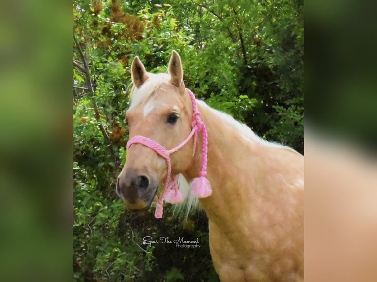 American Quarter Horse Gelding 13 years 15,2 hh Palomino in van horne iowa