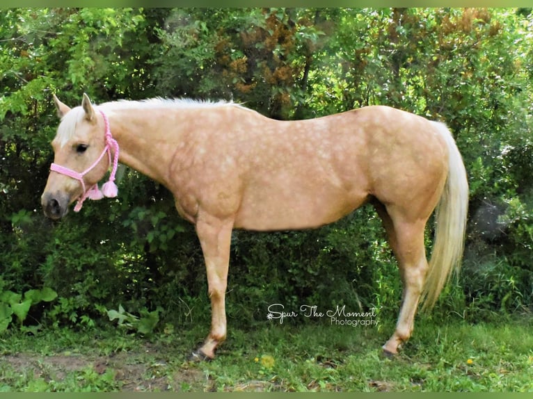 American Quarter Horse Gelding 13 years 15,2 hh Palomino in van horne iowa