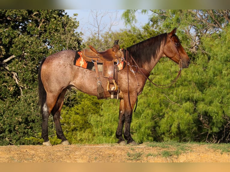 American Quarter Horse Gelding 13 years 15,2 hh Roan-Bay in Cleburne TX