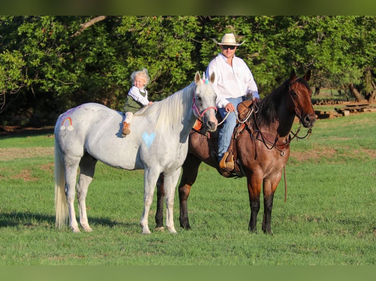 American Quarter Horse Gelding 13 years 15,2 hh Roan-Bay in Cleburne TX