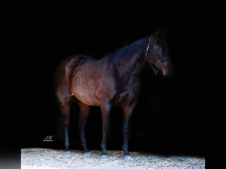 American Quarter Horse Gelding 13 years 15,2 hh Roan-Bay in Fergus Falls, MN