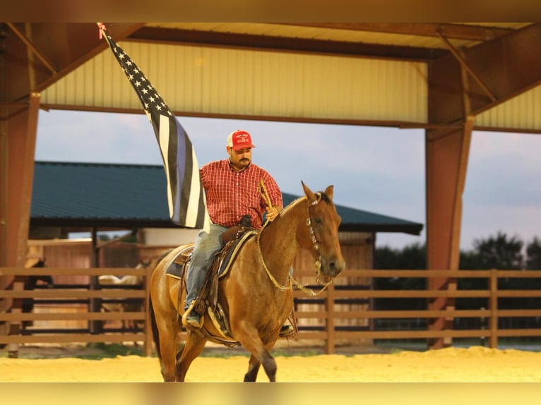 American Quarter Horse Gelding 13 years 15,2 hh Roan-Bay in Stephenville TX