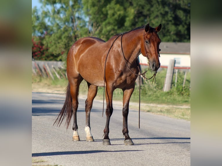 American Quarter Horse Gelding 13 years 15,2 hh Roan-Bay in Stephenville TX