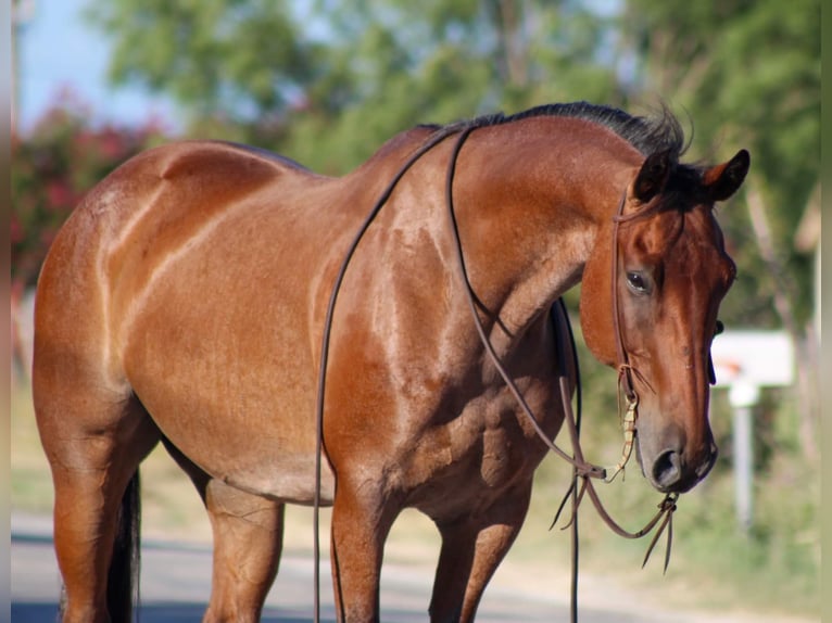 American Quarter Horse Gelding 13 years 15,2 hh Roan-Bay in Stephenville TX