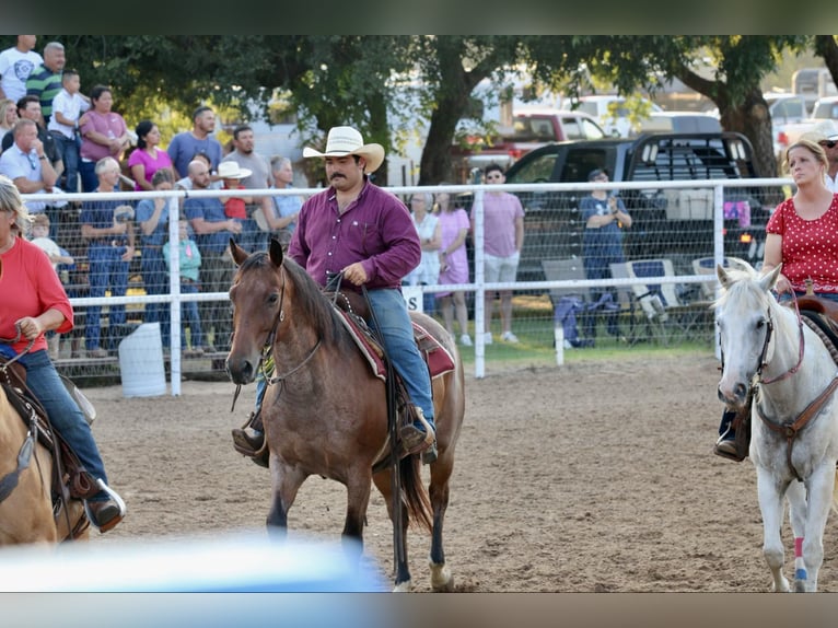 American Quarter Horse Gelding 13 years 15,2 hh Roan-Bay in Stephenville TX