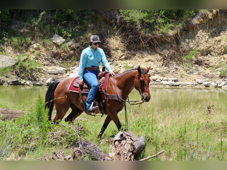 American Quarter Horse Gelding 13 years 15,2 hh Roan-Bay in Stephenville TX