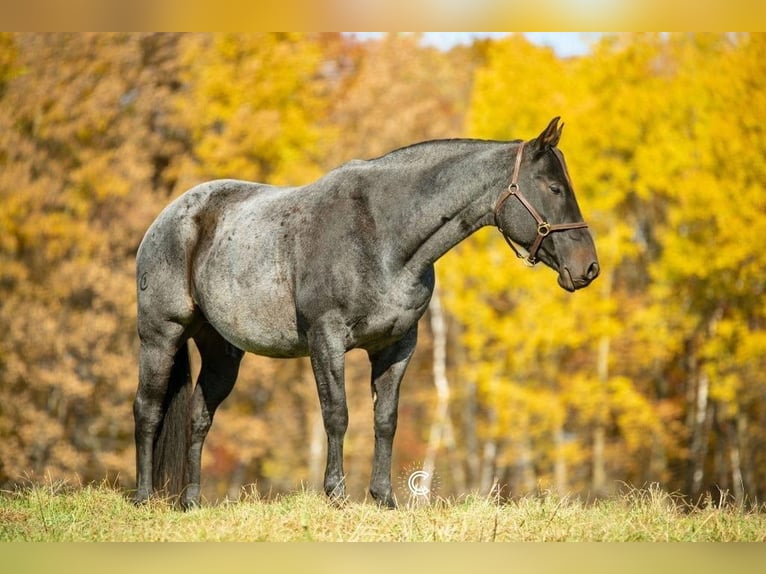 American Quarter Horse Gelding 13 years 15,2 hh Roan-Blue in Clayton, WI