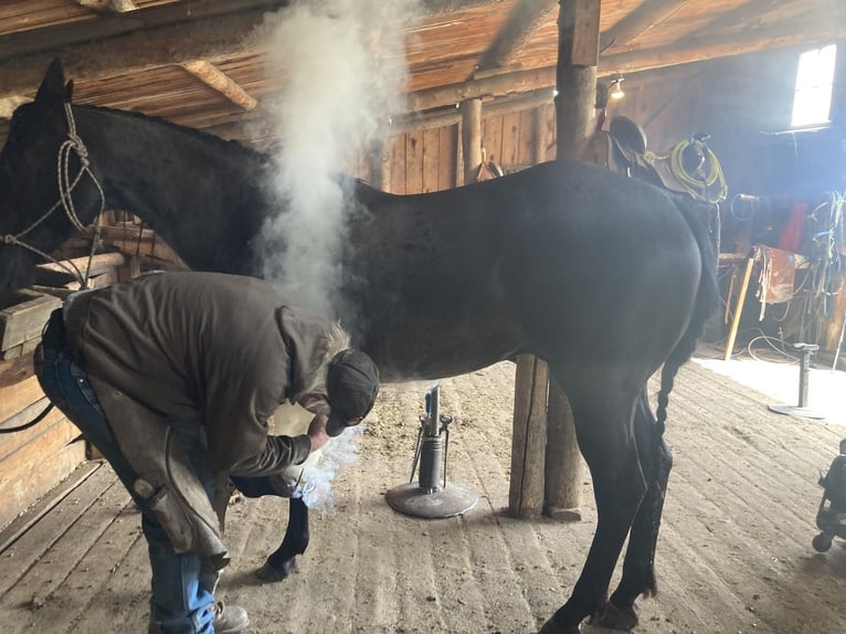 American Quarter Horse Gelding 13 years 15,2 hh Roan-Blue in Elk Mountain