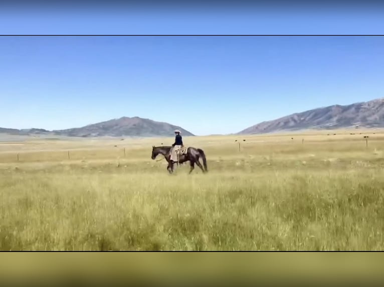 American Quarter Horse Gelding 13 years 15,2 hh Roan-Blue in Elk Mountain