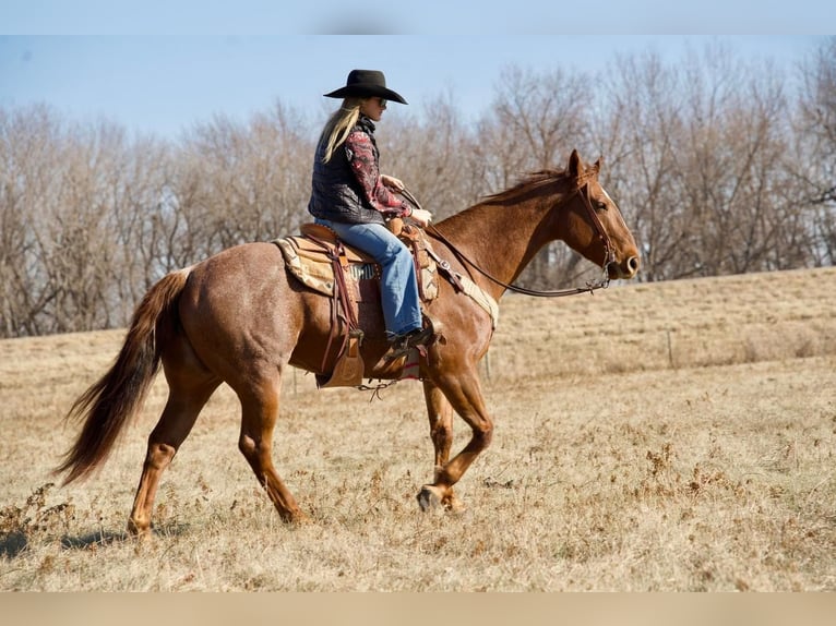 American Quarter Horse Mix Gelding 13 years 15,2 hh Roan-Red in Valley Springs, SD