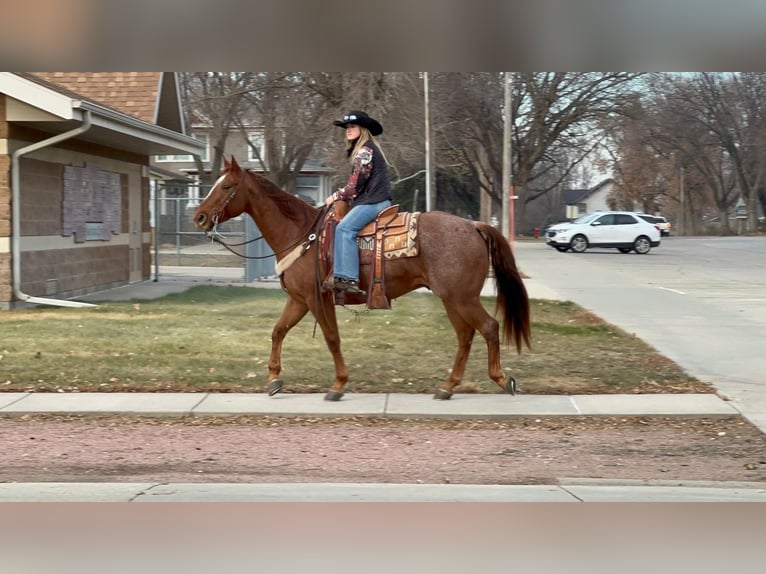 American Quarter Horse Mix Gelding 13 years 15,2 hh Roan-Red in Valley Springs, SD