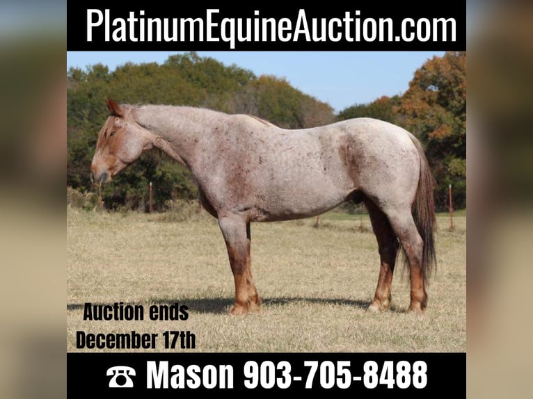 American Quarter Horse Gelding 13 years 15,2 hh Roan-Red in Canton TX