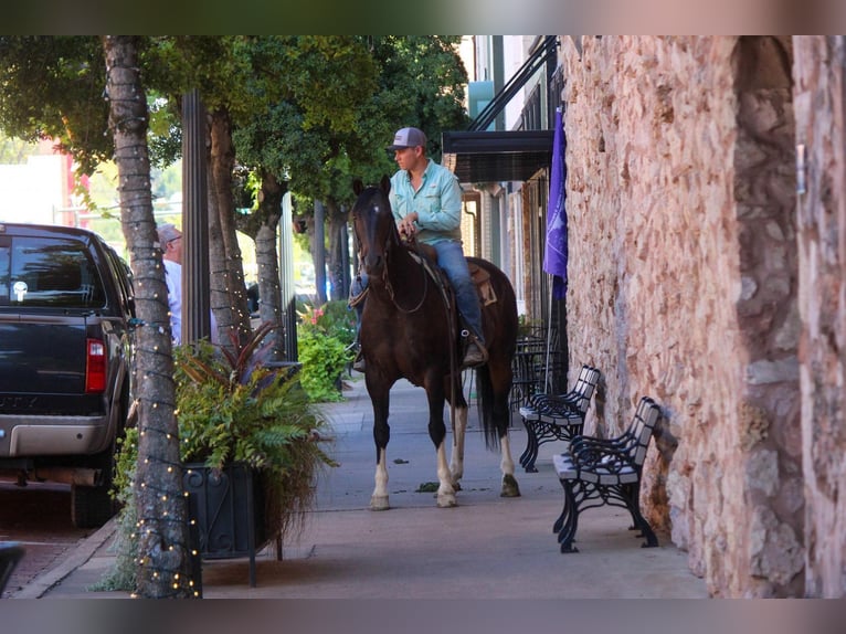 American Quarter Horse Gelding 13 years 15,2 hh Tobiano-all-colors in Rusk TX