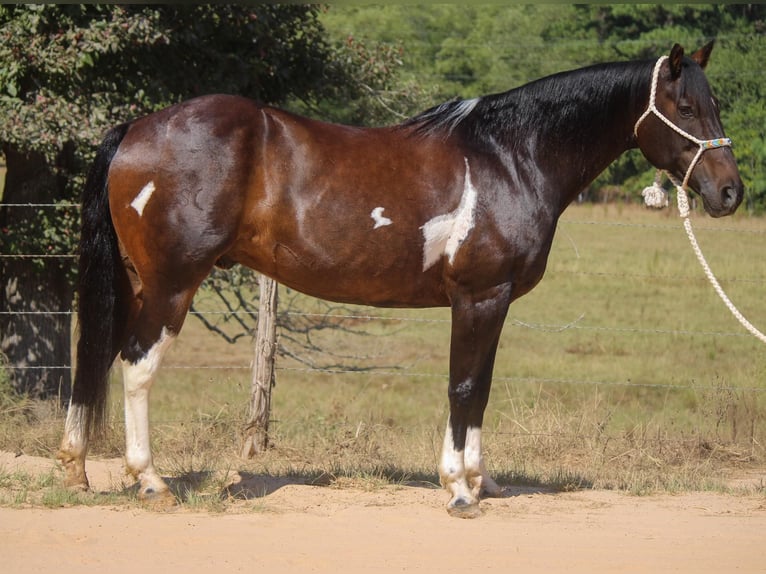 American Quarter Horse Gelding 13 years 15,2 hh Tobiano-all-colors in Rusk TX