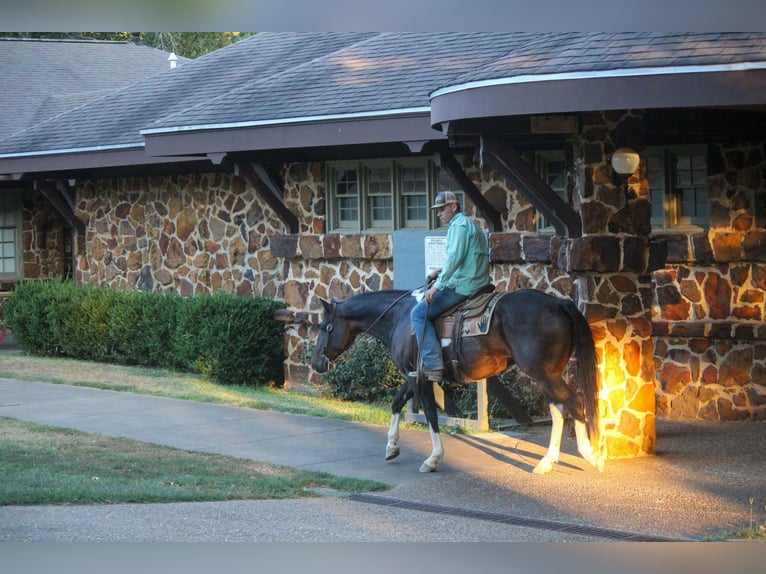 American Quarter Horse Gelding 13 years 15,2 hh Tobiano-all-colors in Rusk TX