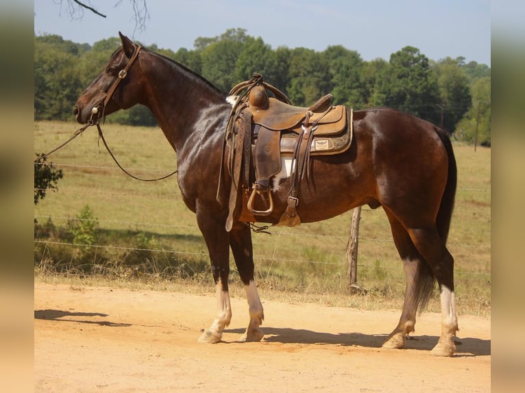 American Quarter Horse Gelding 13 years 15,2 hh Tobiano-all-colors in Rusk TX