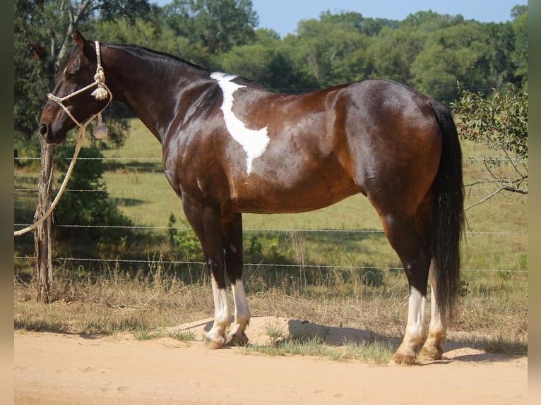 American Quarter Horse Gelding 13 years 15,2 hh Tobiano-all-colors in Rusk TX