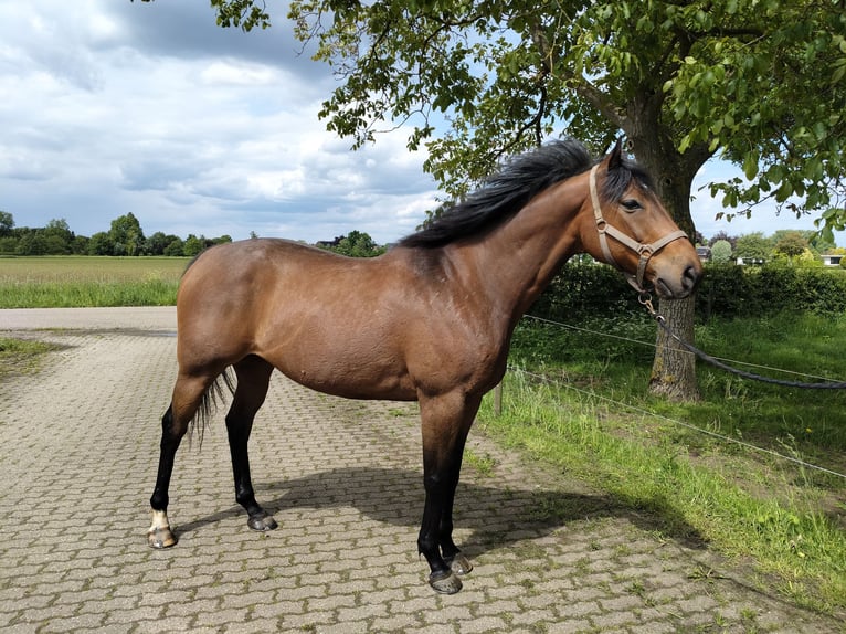 American Quarter Horse Gelding 13 years 15.3 hh Brown-Light in Grevenbicht