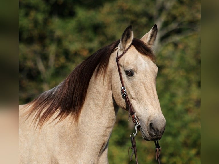 American Quarter Horse Gelding 13 years 15,3 hh Buckskin in Somerset, Ky