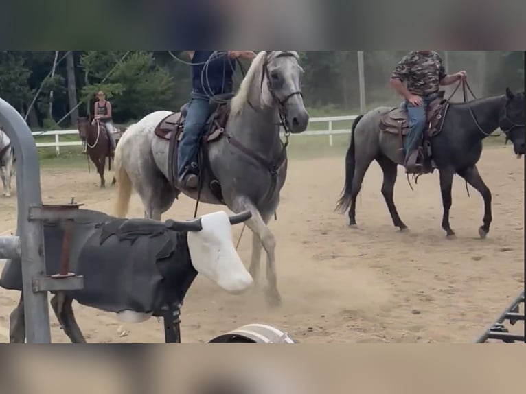 American Quarter Horse Gelding 13 years 15,3 hh Grey in Central Islip