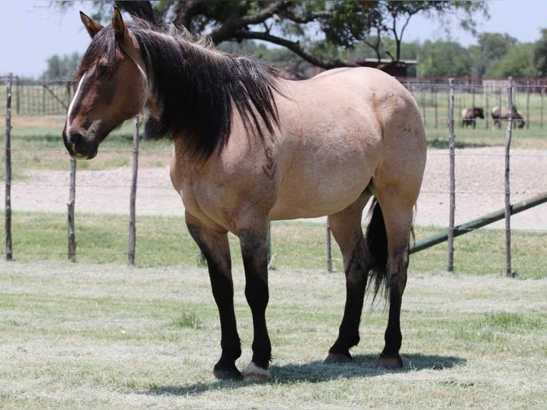 American Quarter Horse Gelding 13 years 15,3 hh Grullo in Lipan TX