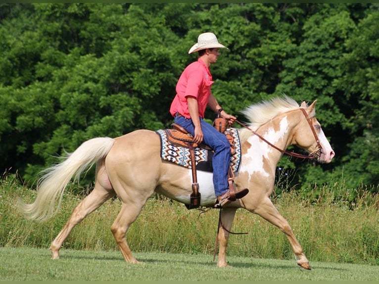 American Quarter Horse Gelding 13 years 15,3 hh Overo-all-colors in Brodhead KY