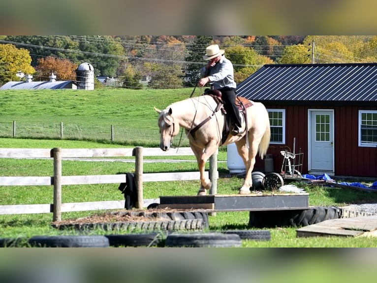 American Quarter Horse Mix Gelding 13 years 15,3 hh Palomino in Rebersburg, PA