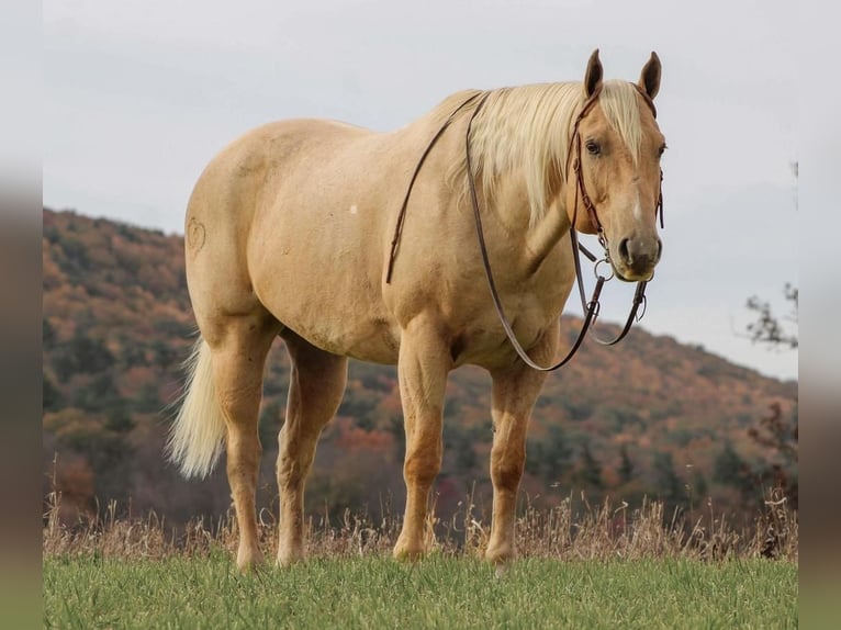 American Quarter Horse Mix Gelding 13 years 15,3 hh Palomino in Rebersburg, PA