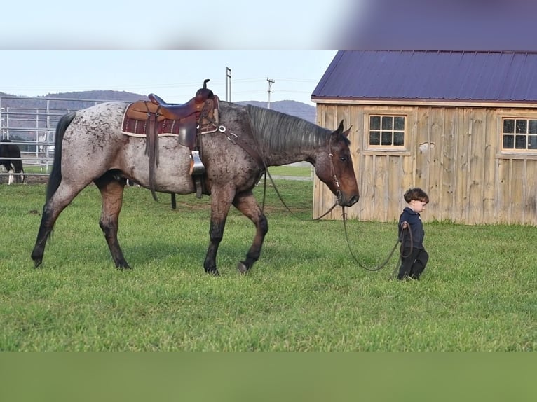 American Quarter Horse Mix Gelding 13 years 15,3 hh in Rebersburg, PA