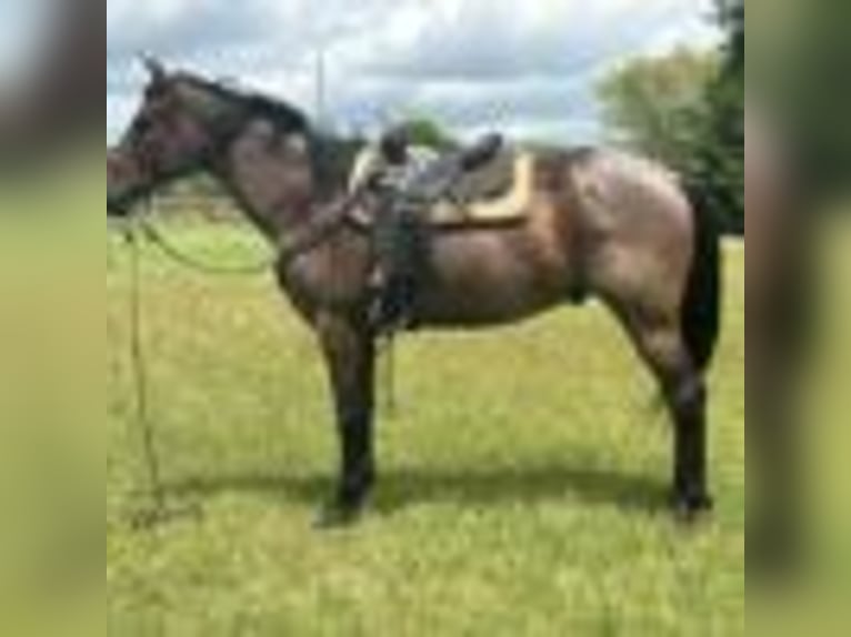 American Quarter Horse Gelding 13 years 15.3 hh Roan-Bay in Dawson GA