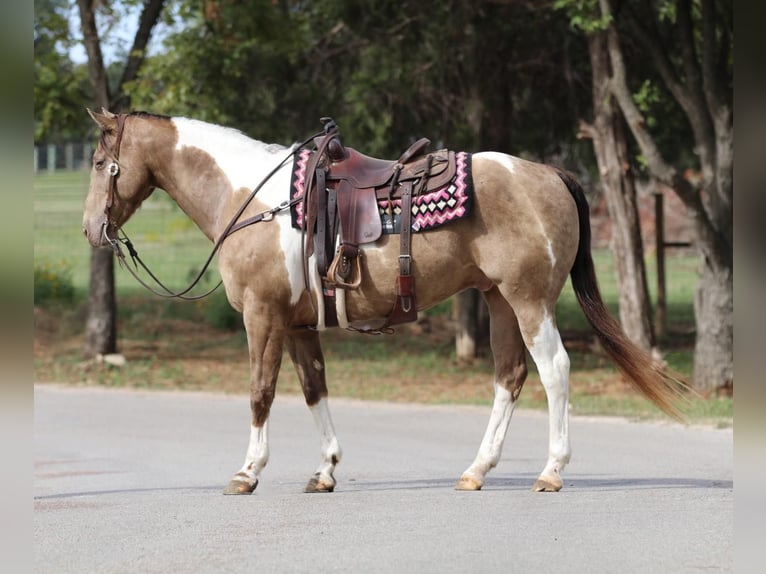 American Quarter Horse Gelding 13 years 15,3 hh Tobiano-all-colors in Stephenville TX