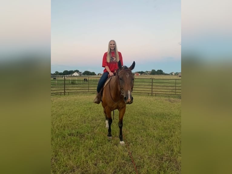 American Quarter Horse Gelding 13 years 15 hh Bay in Rockwall
