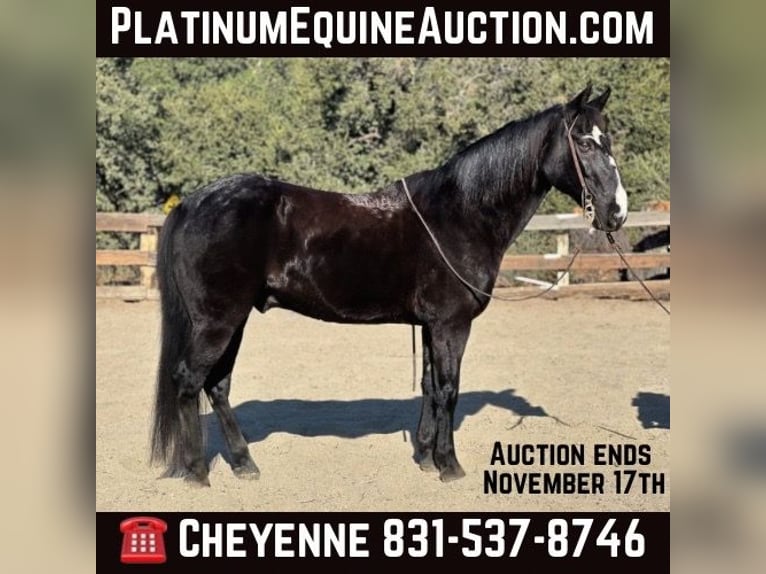 American Quarter Horse Gelding 13 years 15 hh Black in Bitterwater CA