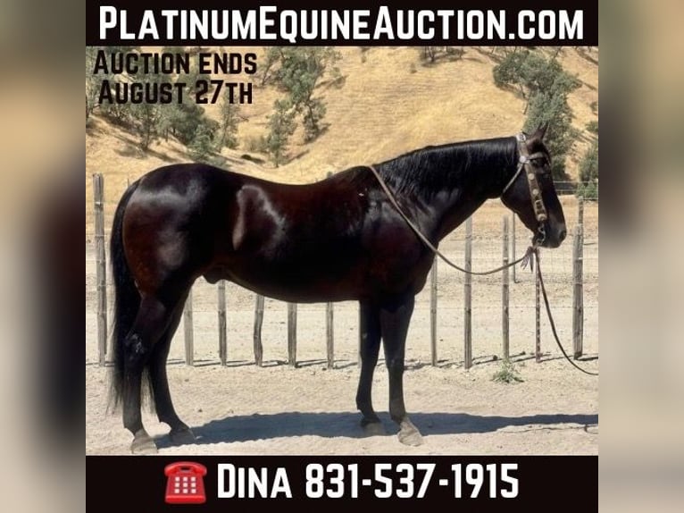 American Quarter Horse Gelding 13 years 15 hh Black in Paicines CA