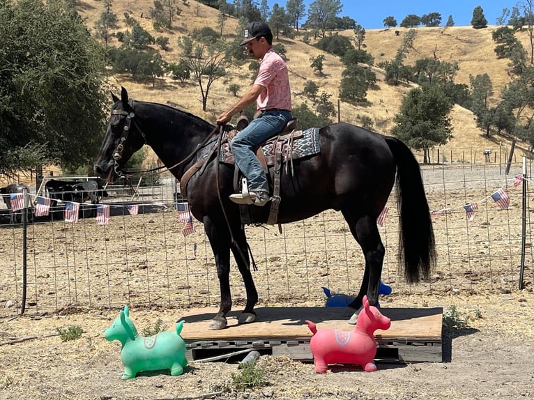 American Quarter Horse Gelding 13 years 15 hh Black in Paicines CA