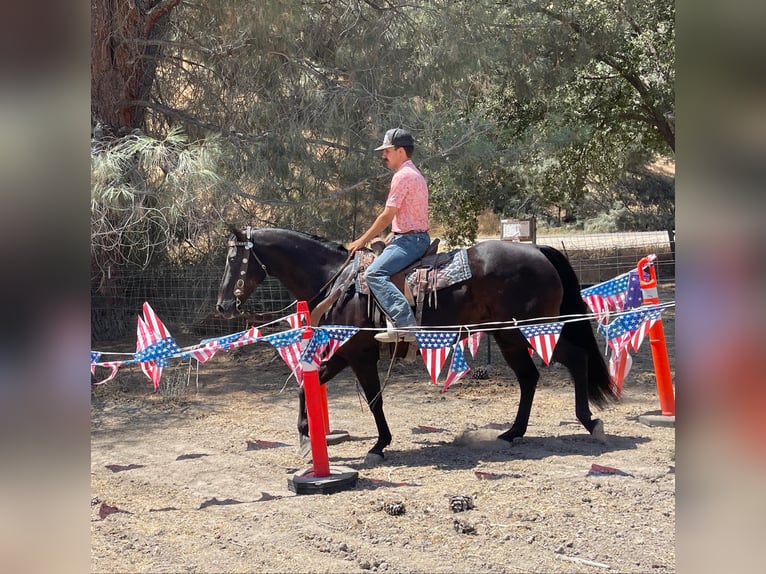 American Quarter Horse Gelding 13 years 15 hh Black in Paicines CA