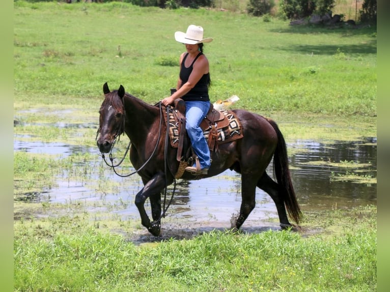 American Quarter Horse Gelding 13 years 15 hh Brown in Carthage, TX