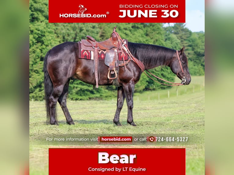 American Quarter Horse Mix Gelding 13 years 15 hh Brown in Clarion, PA