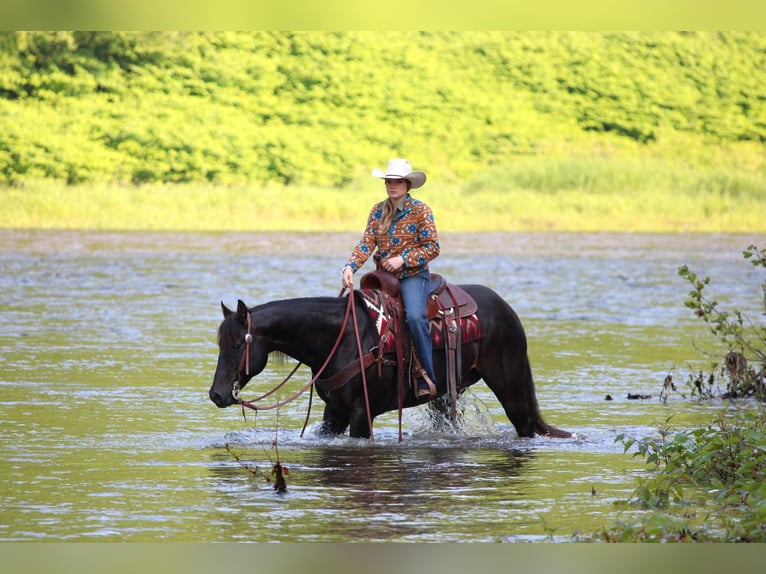 American Quarter Horse Mix Gelding 13 years 15 hh Brown in Clarion, PA