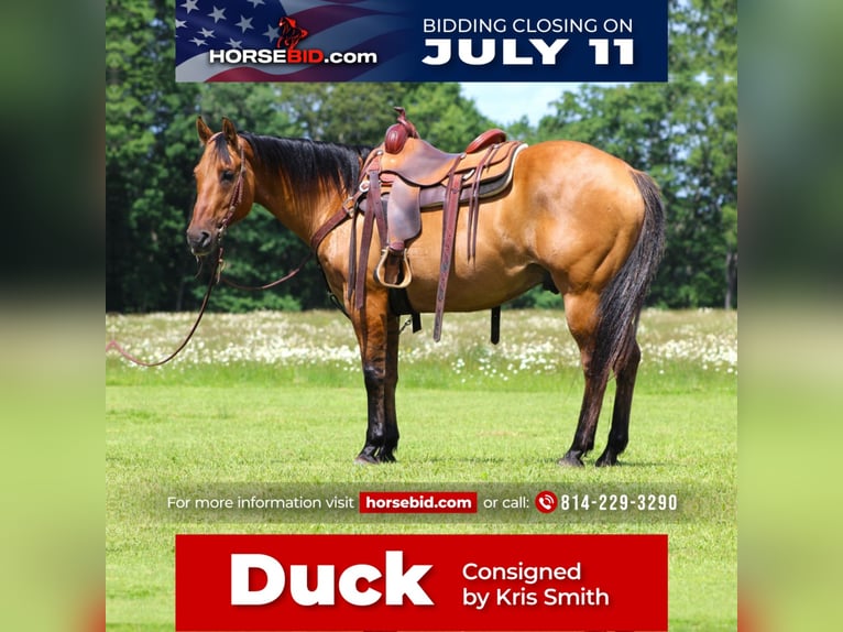 American Quarter Horse Mix Gelding 13 years 15 hh Buckskin in Clarion, PA