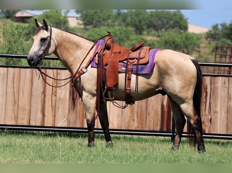 American Quarter Horse Gelding 13 years 15 hh Buckskin in Jacksboro, TX